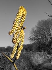 catkin